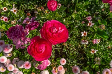 Top view of red ranunculus flowers in the garden.