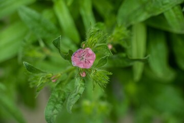 Closeup shot of a small pink flower in a garden.