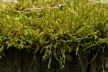 Closeup of Hypnum cupressiforme, the cypress-leaved plaitmoss or hypnum moss.