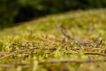 Closeup of Hypnum cupressiforme, the cypress-leaved plaitmoss or hypnum moss.