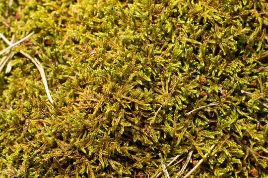 Closeup of Hypnum cupressiforme, the cypress-leaved plaitmoss or hypnum moss.