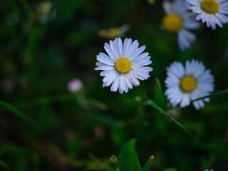 Closeup shot of the chamomile flowers in the garden
