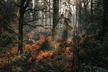 Scenic view of the sun rays going through trees in an autumnal forest