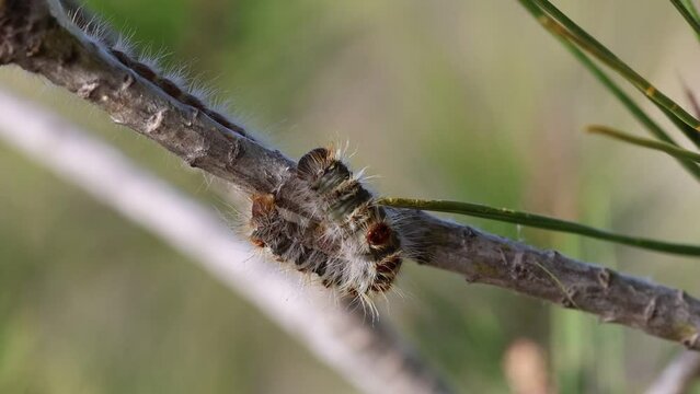 Oruga procesionaria del pino (Thaumetopoea pityocampa) sobre rama de pino en el parque natural dels Voltors de Alcoy, Espa&ntilde;a