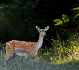 Beautiful European fallow deer (Dama dama) resting in the field on the blurred background
