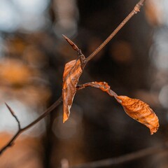 Closeup shot of the dry yellow leaves on the tree during teh daytime on the blurred background