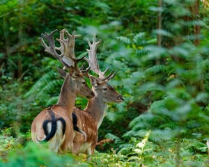 Beautiful European fallow deer (Dama dama) resting in the field on the blurred background