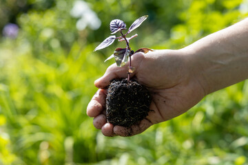 A male farmer holds a basil seedling in his hands. Agriculture and farming concept.