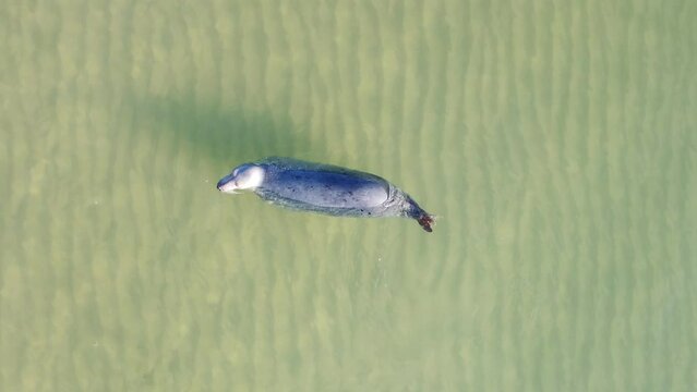 Done view of cute seal swimming in the crystal clear water in the daylight