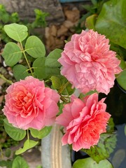 Pink rose close-up against the background of green foliage lit by natural sunlight. Beautiful flowering plants in the summer garden.