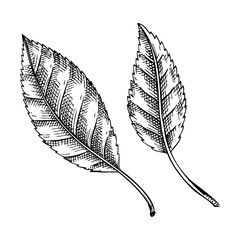 Tree leaves sketches set. Hand-drawn vector illustration. Cherry leaf drawings. Botanical design elements. NOT AI generated