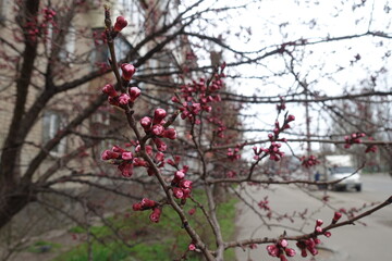 Pink flower buds on branches of common apricot tree in mid April