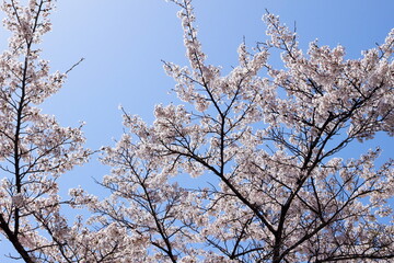 滋賀県　春の余呉湖畔の桜