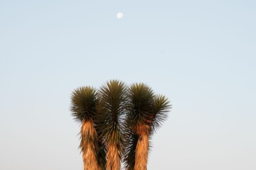 Closeup of palm tree tops with a clear scenic sky in the background