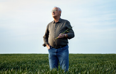 Portrait of senior farmer standing in wheat field.