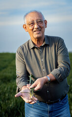 Portrait of senior farmer standing in wheat field showing crop towards the camera.