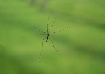 Closeup shot of a small crane fly with long legs in a blurred green background