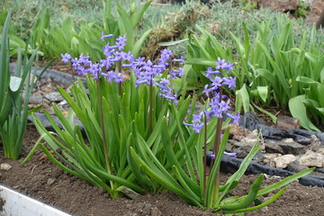 Fototapeta premium Numerous purplish blue flowers of wild Hyacinthus orientalis in April