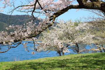 滋賀県　春の余呉湖畔の桜