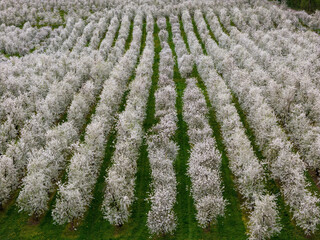 White flowering field with fruit trees captured from above by drone