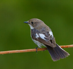 European pied flycatcher (Ficedula hypoleuca) female sitting on a branch in summer.