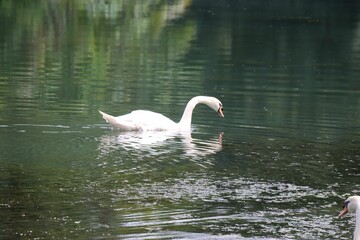Fototapeta premium Closeup of a graceful mute swan swimming on a scenic lake