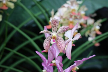 Selective focus of purple Vanda flowers