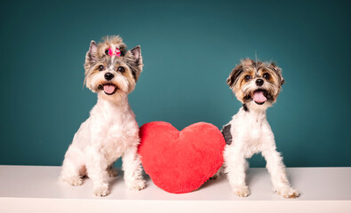 two cute yorkshire terrier dogs with red heart together.