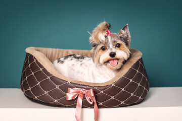 Cute photo of a Yorkshire Terrier dog with a bed on a plain background.