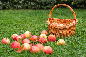 Ripe apples on green grass against the background of a wicker basket