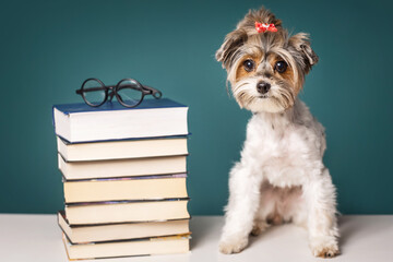 Cute photo of a smart Yorkshire Terrier dog with books on a green background.