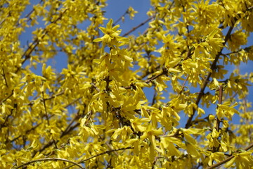 Profusion of yellow flowers of forsythia against blue sky in mid March