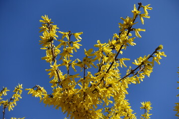 Rich yellow flowers of forsythia against blue sky in March