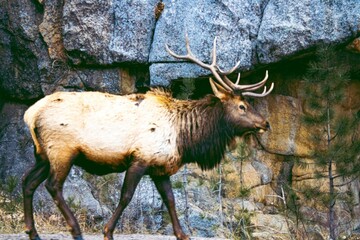 Rocky Mountain elk (Cervus canadensis nelsoni) walking near the road during the daytime