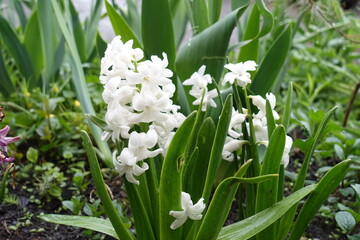 White flowers of hyacinths in the garden in April