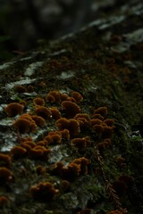 Vertical shot of false turkey-tail on the tree surface