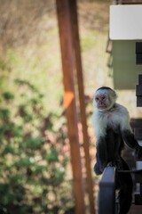 Beautiful view of a wild monkey gazing out in rainforest