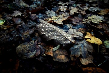 Shallow focus of floating different leaves on woodland in the forest