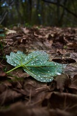 Shallow focus of green dottd leaf on dry leaves on the ground in the forest