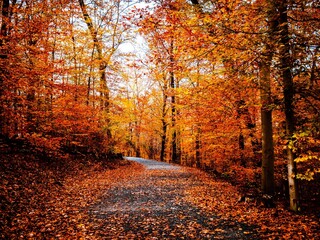 Fototapeta premium Beautiful fall scene with forest walking trail covered with autumn fallen foliage