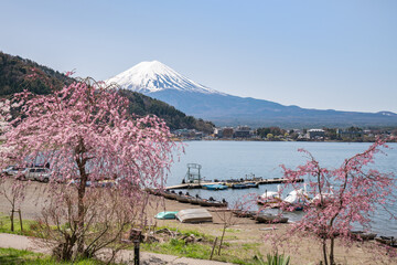 Mount Fuji in April seen from Lake Kawaguchi, Kawaguchiko, Yamanashi Prefecture, Japan - 781960652