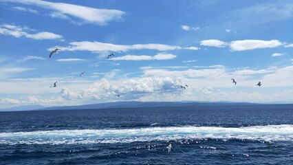 Flock of birds flying over a beautiful sea with blue clear water and foamy waves