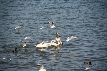 Closeup shot of white swans swimming in the lake on a sunny day