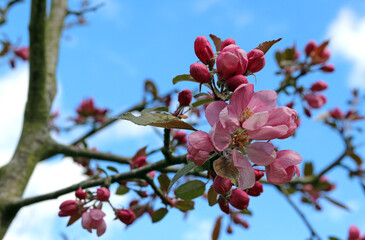 pink cherry blossom in spring with blue sky 