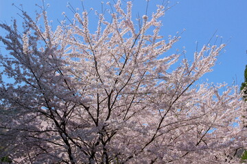 滋賀県　春の余呉湖畔の桜