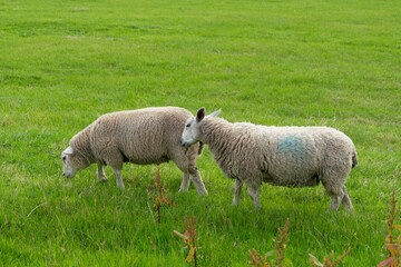 Obraz premium Sheep grazing in a field