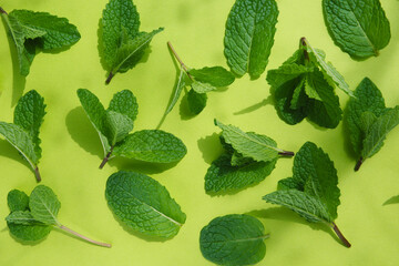 green leaves of mint on a bright background