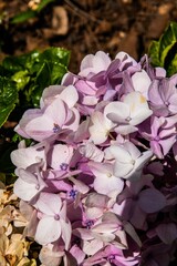 Vertical shot of hydrangea flowers in the garden on a sunny day