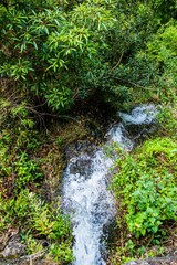 Vertical shot of cascade flowing through lush green vegetation in the woods