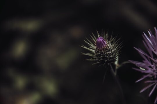 Shallow focus shot of purple Thistle on blur background